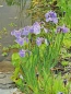 Preview: Iris setosa Nana - Zwerg-Iris